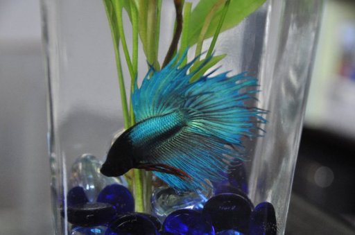 188541_10150121691009082_3042688_n (1)