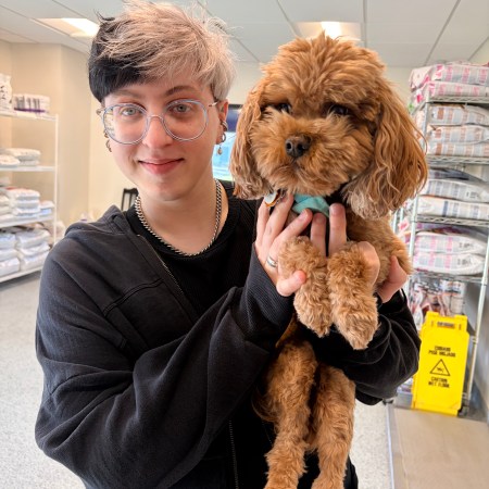 A smiling veterinary staff member with short blonde and black hair and glasses holds a fluffy golden Cavapoo dog at Overland Park Veterinary Center.