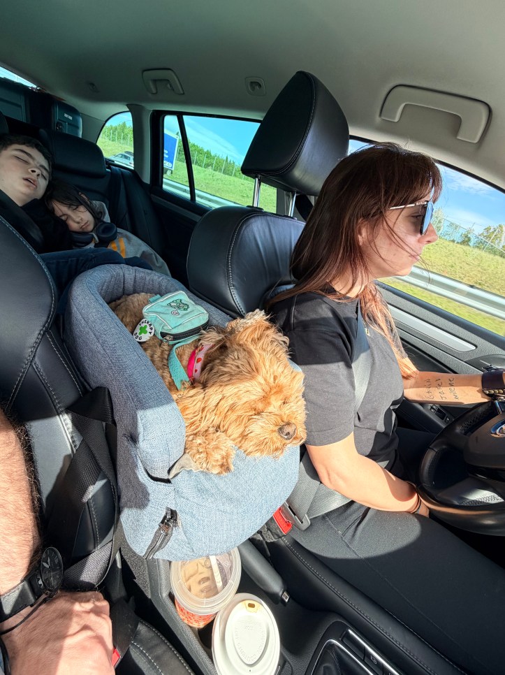 Poppy the Cavapoo curled up and sleeping in her gray car seat in the front seat console area while a child sleeps in the backseat and Nicole drives south toward Arendal Norway.