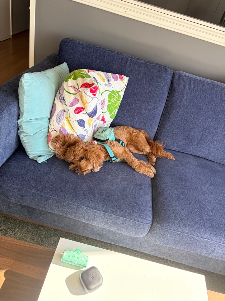 Poppy the Cavapoo lying flat and exhausted on a blue couch in Arendal Norway still wearing her teal harness and small dog backpack after her first international travel day.