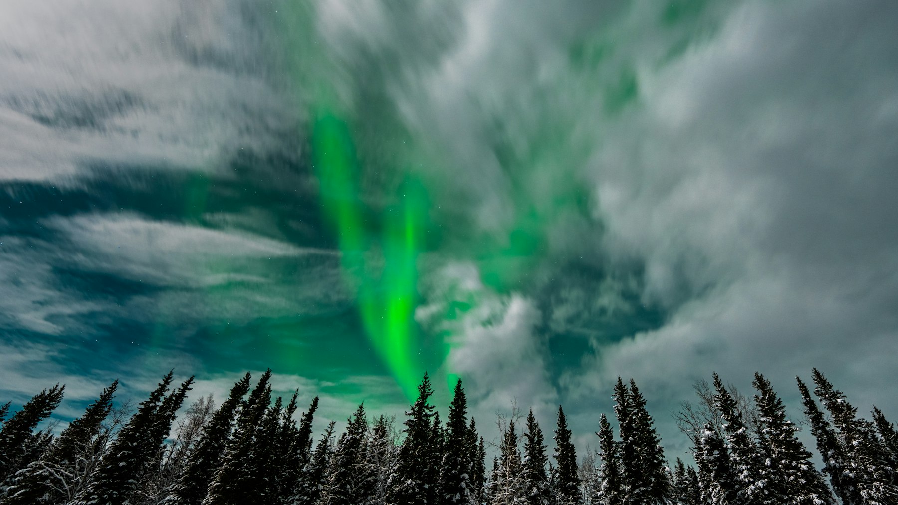 Green aurora borealis above black spruce trees on a winter night in interior Alaska