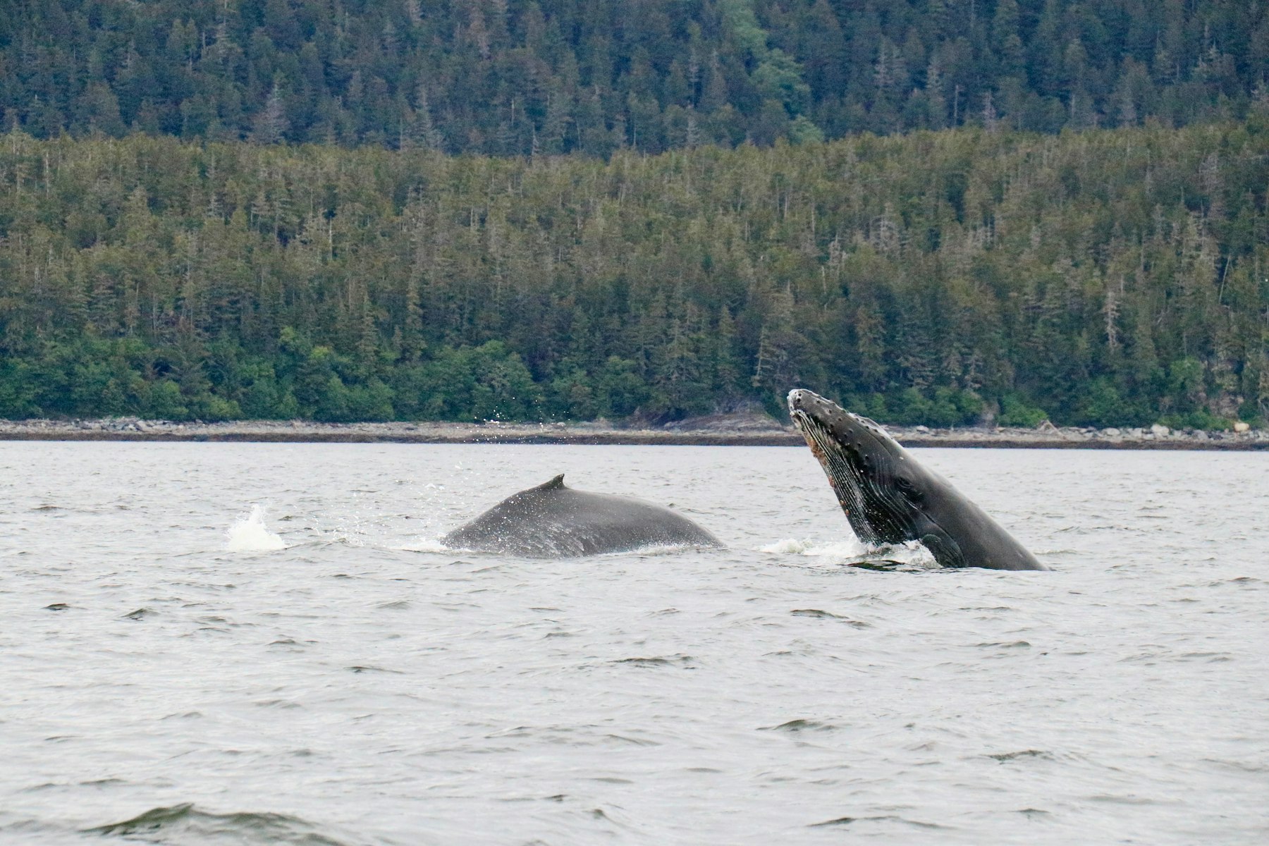 Two humpback whales surfacing in front of a forested Alaskan shoreline