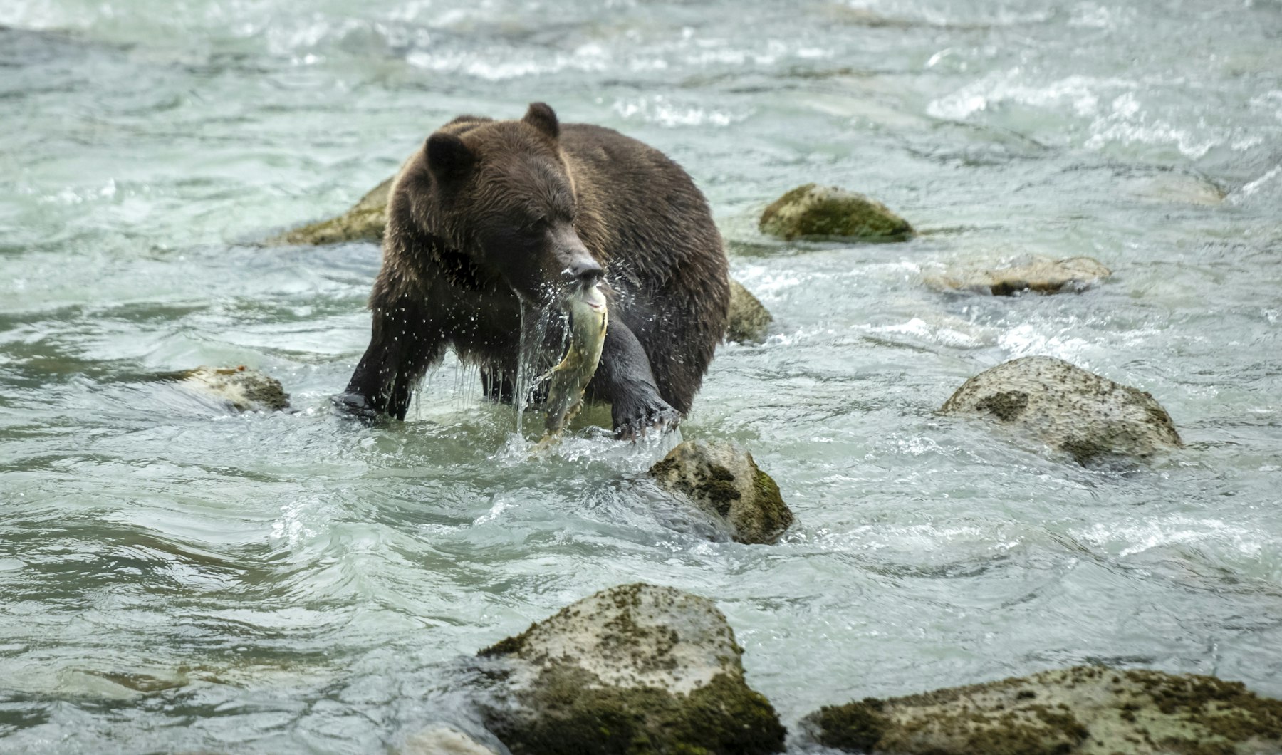 A brown bear standing in a river holding a salmon in its mouth in Alaska