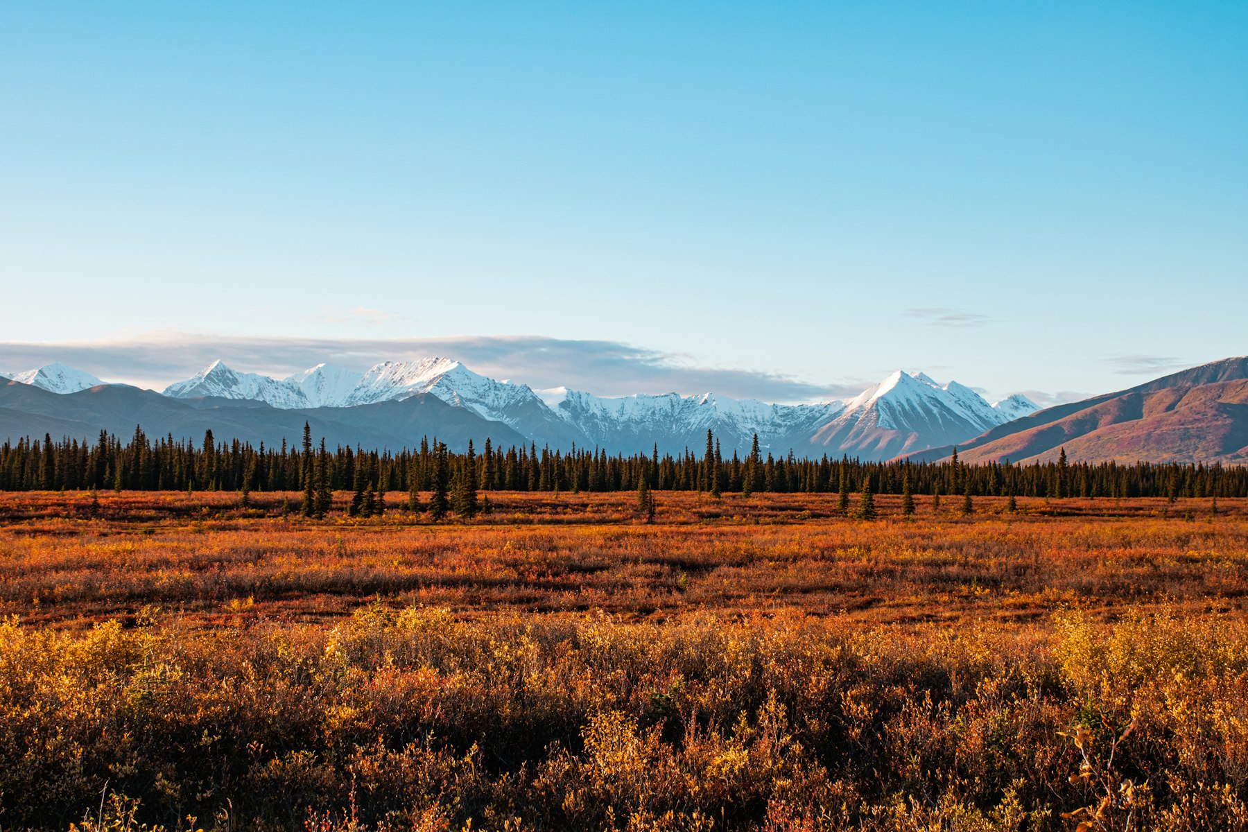 Autumn tundra in red and gold below the snow covered Alaska Range in Denali National Park