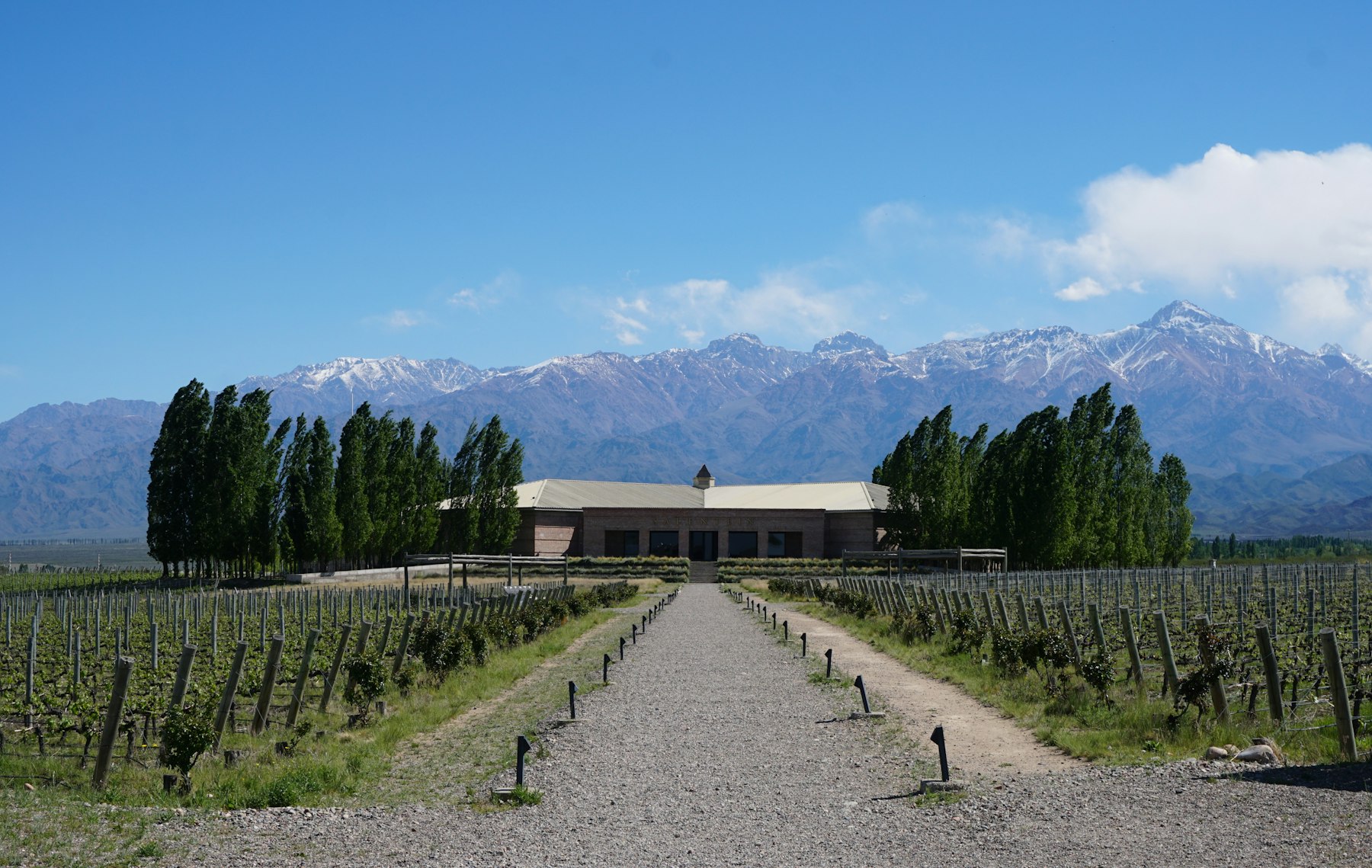 Rows of vines at a Mendoza winery with the Andes behind