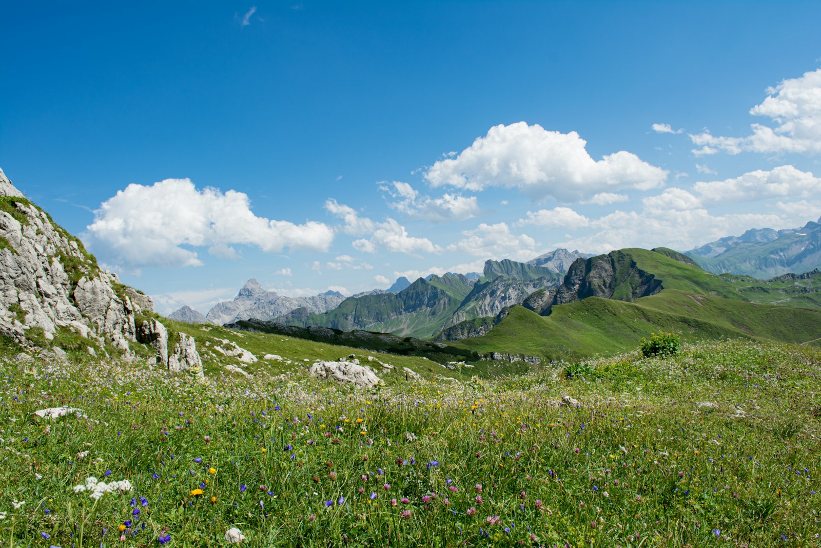 An alpine meadow full of wildflowers with green ridges and summer clouds behind