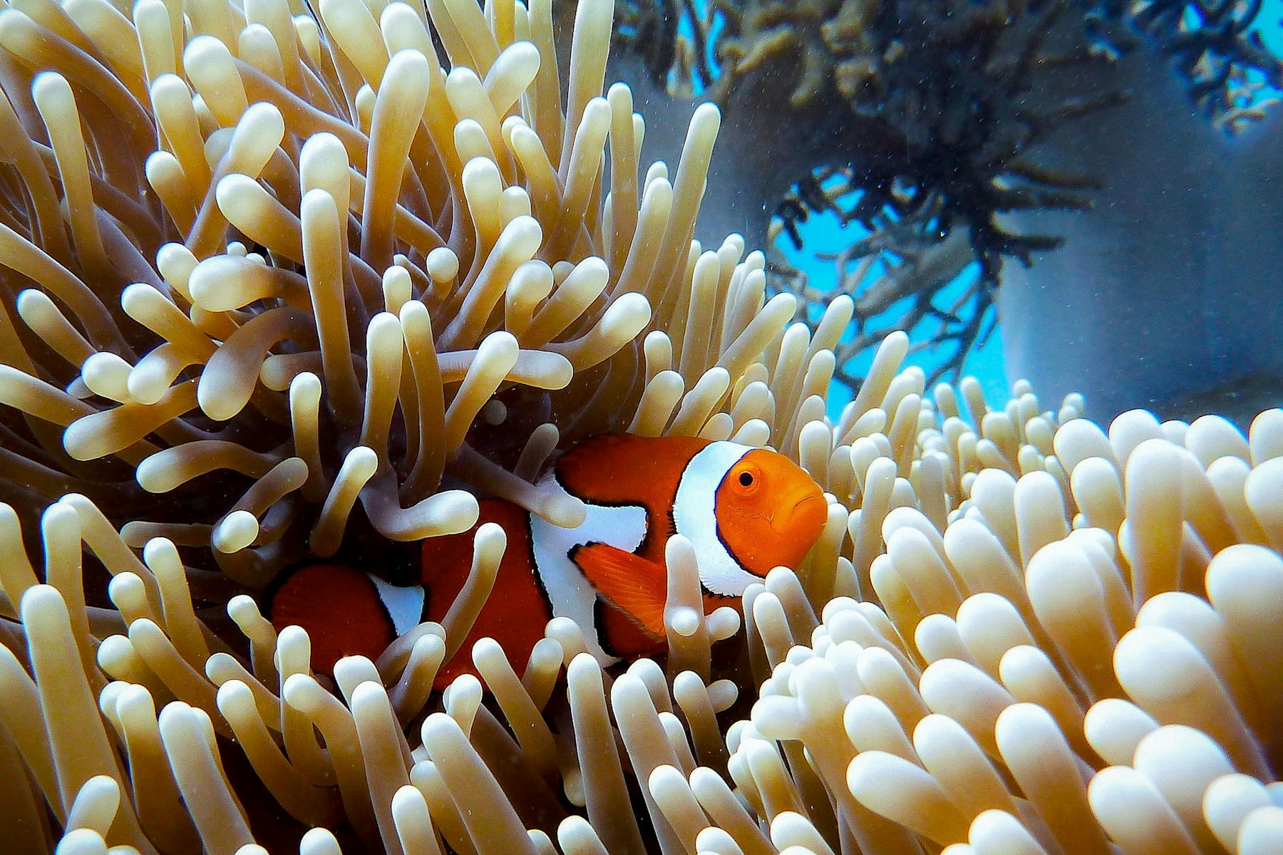 Great Barrier Reef in Australia