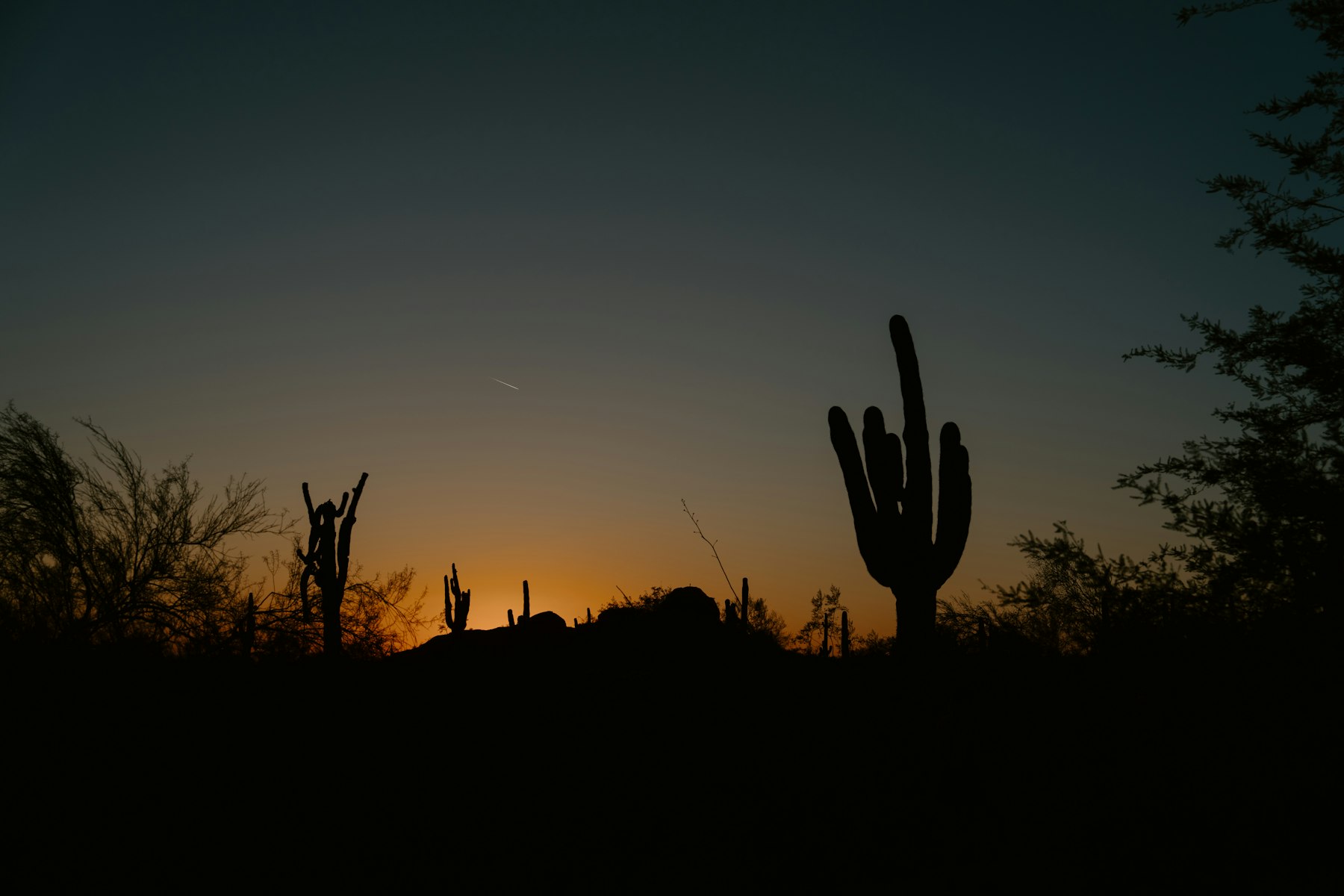 Saguaro cacti silhouetted against an orange Arizona desert sunset