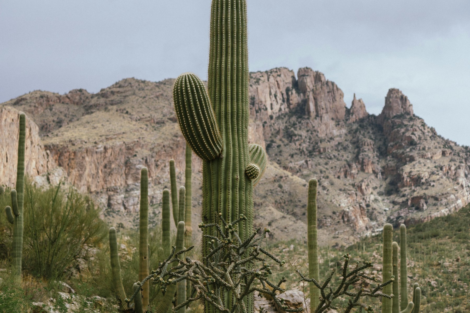 A tall saguaro cactus in front of desert mountains near Tucson Arizona