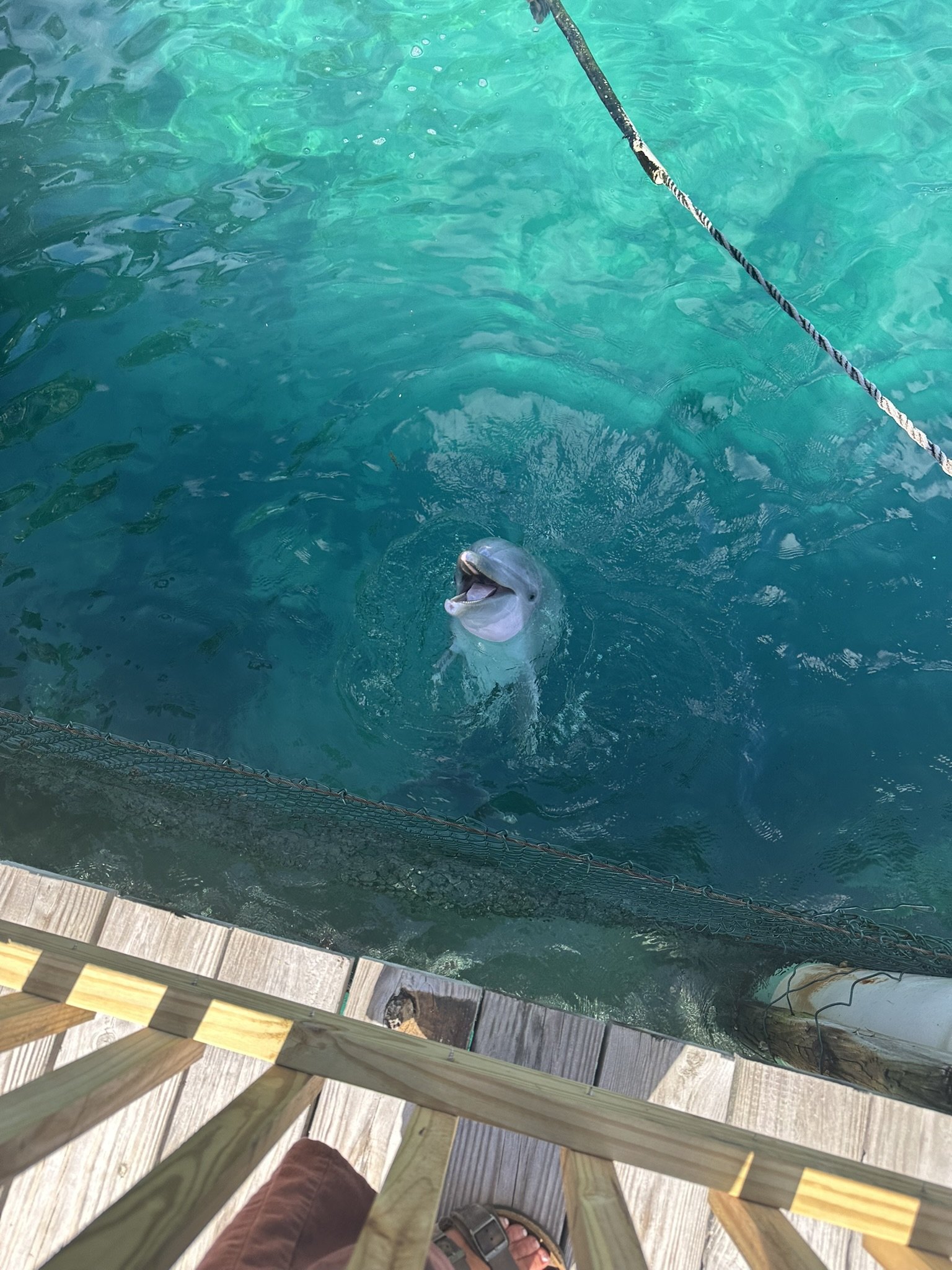 A ray moving through clear turquoise water in a lagoon on Paradise Island