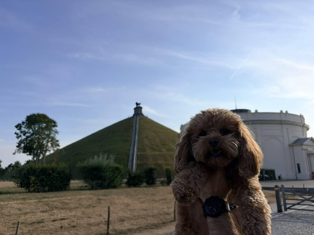 Poppy the Cavapoo in the foreground with the grass Lion Mound of Waterloo battlefield rising behind her