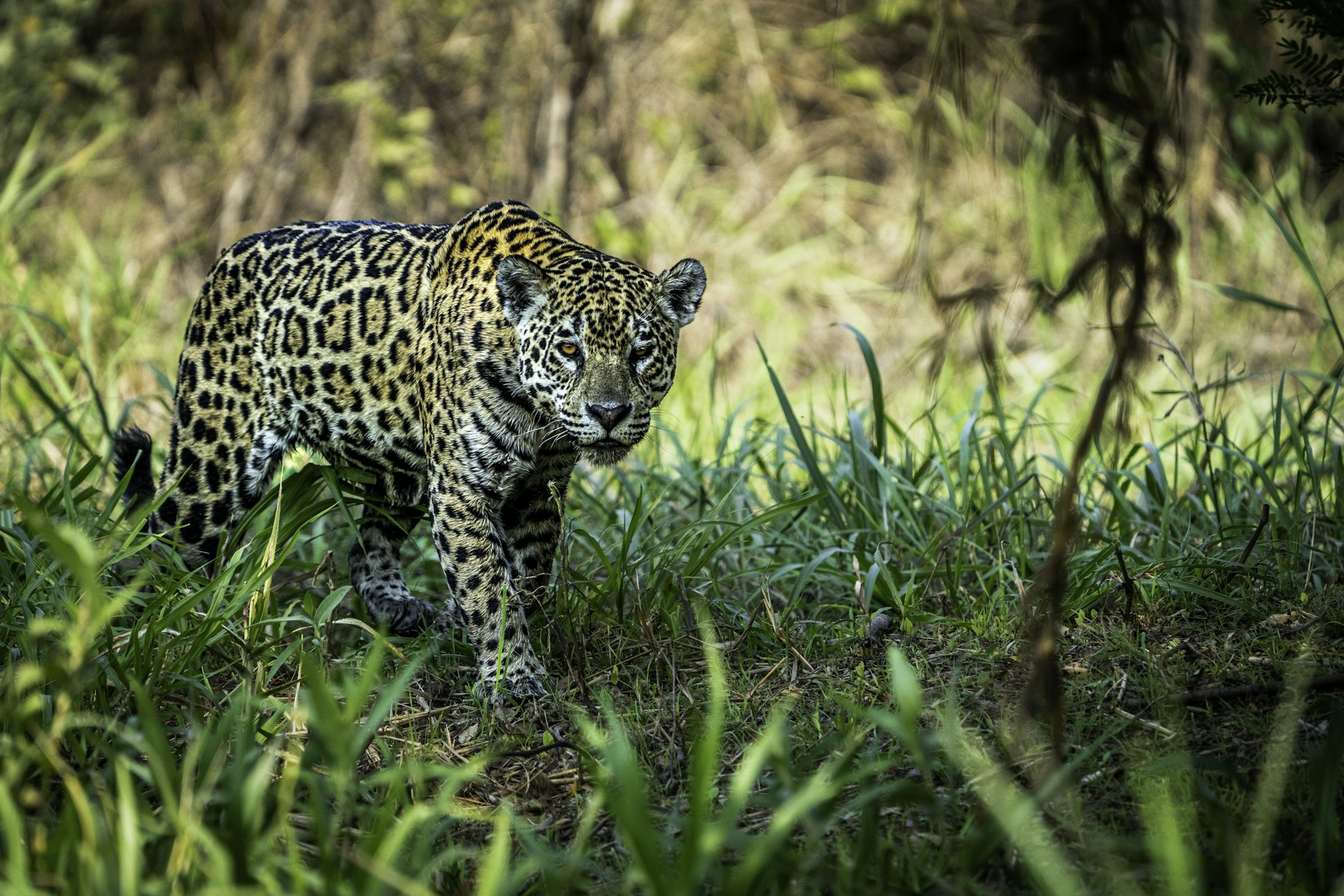 A jaguar walking through long grass in the Pantanal wetlands of Brazil