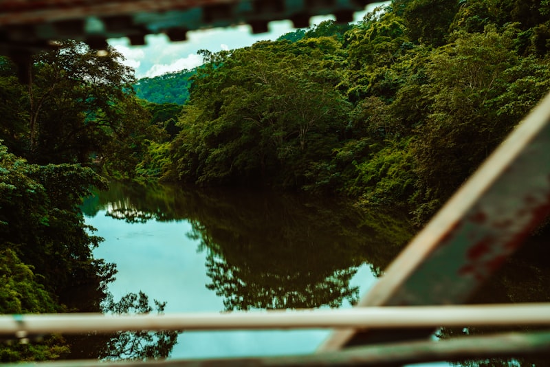 Green jungle trees along a river near San Ignacio in the Cayo District of Belize