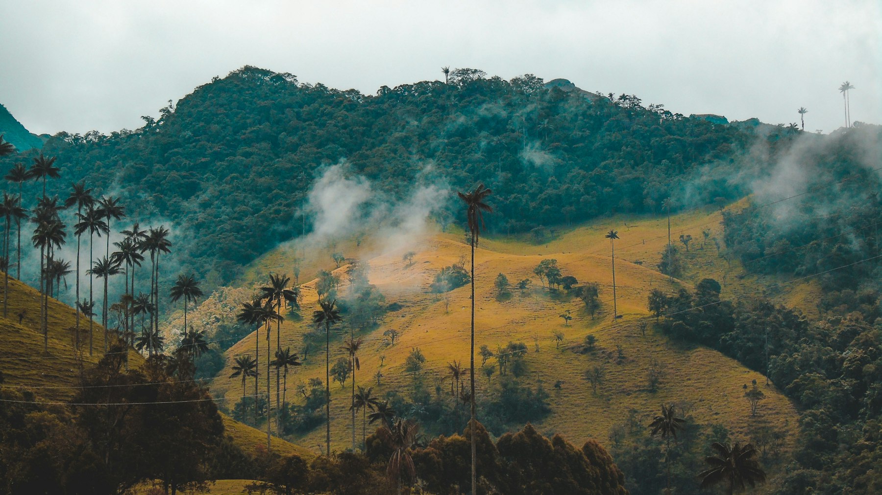 Tall wax palms on green hills in the Colombian coffee region