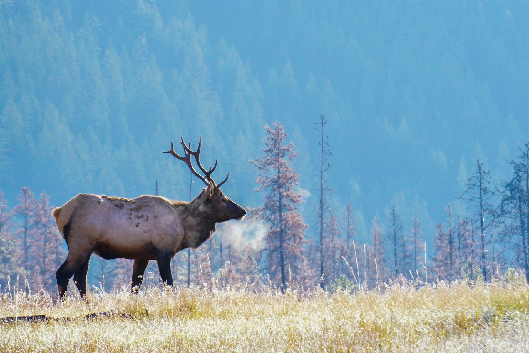 A bull elk with full antlers standing in a grassy meadow in Rocky Mountain National Park