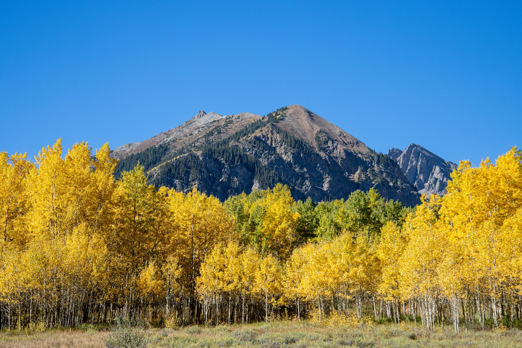 A grove of golden aspen trees below a mountain ridge near Aspen Colorado