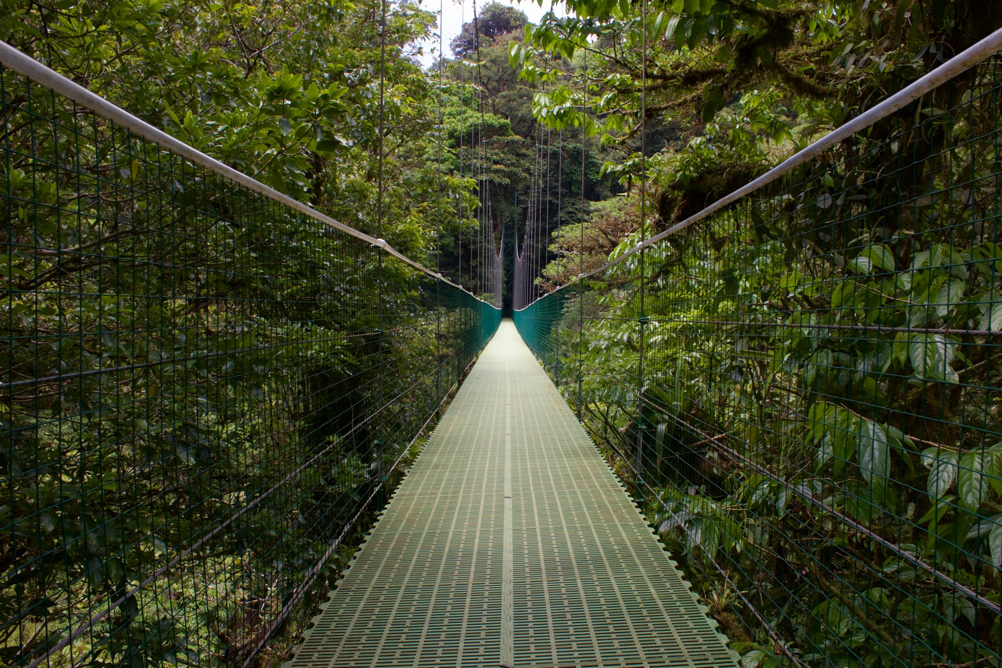 A suspension bridge running through the canopy of the Monteverde cloud forest