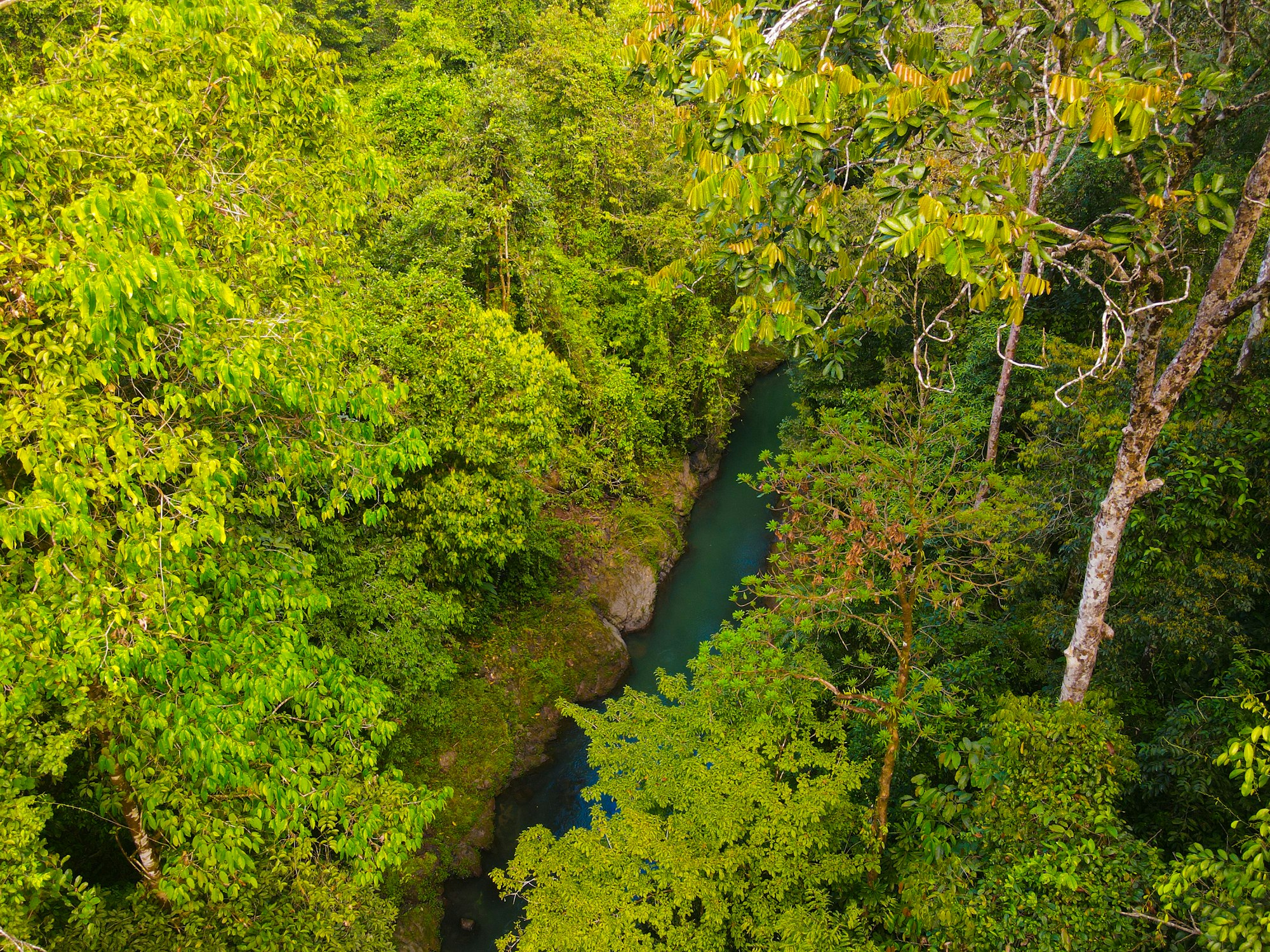 A river winding through unbroken primary rainforest on the Osa Peninsula
