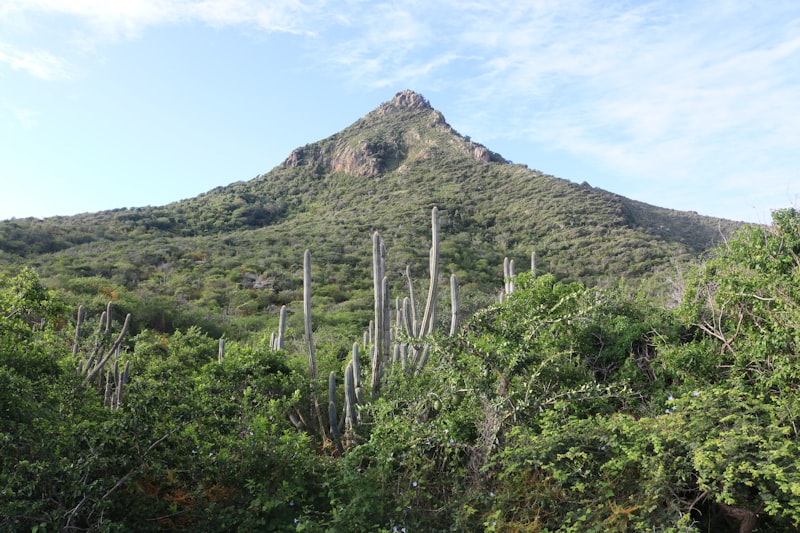 The peak of Christoffelberg rising above cactus and scrub in Curacao