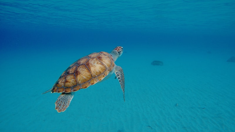 A sea turtle swimming in clear water at Playa Grandi in Westpunt, Curacao