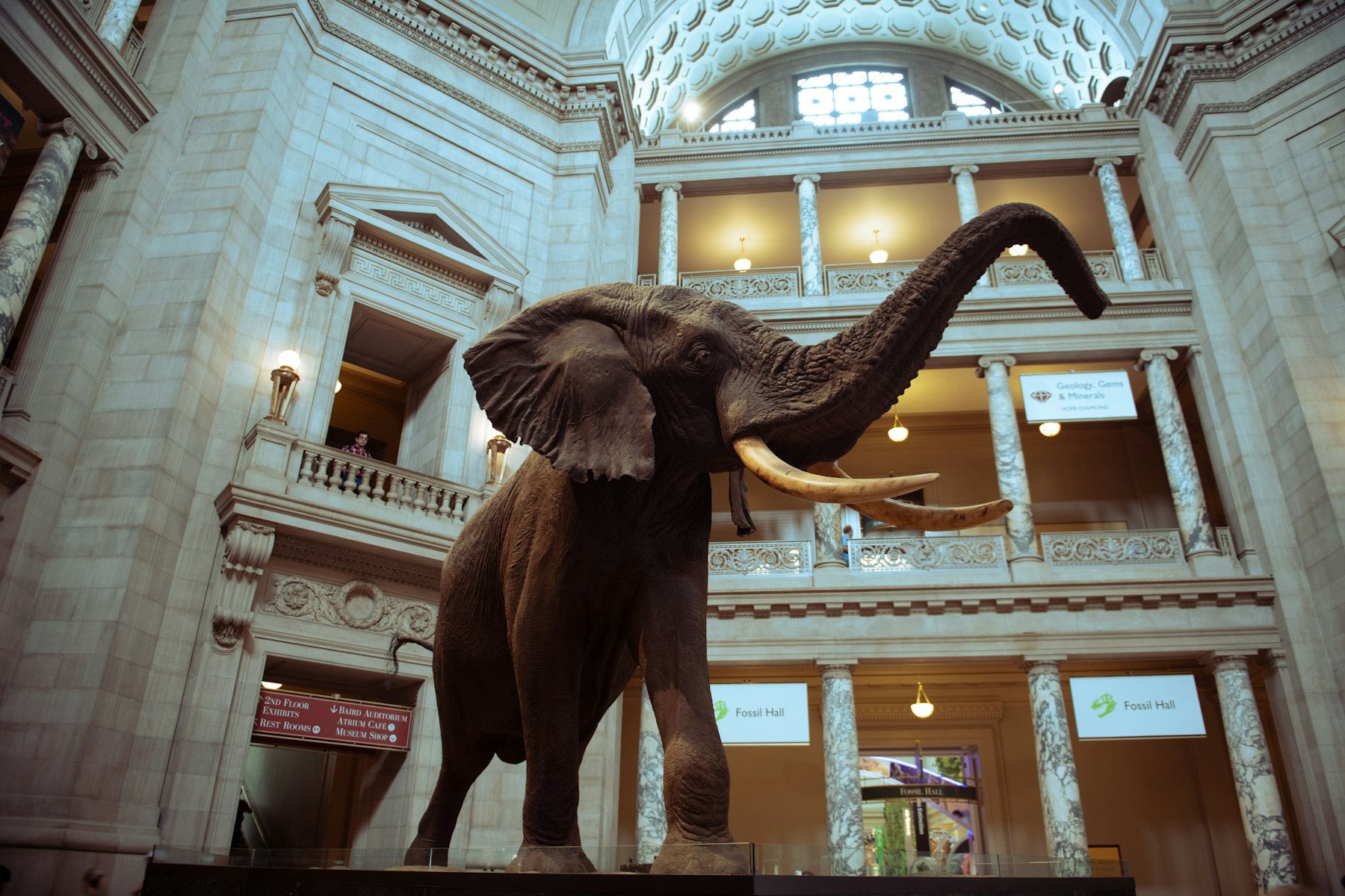 The mounted African bush elephant in the domed rotunda of the National Museum of Natural History