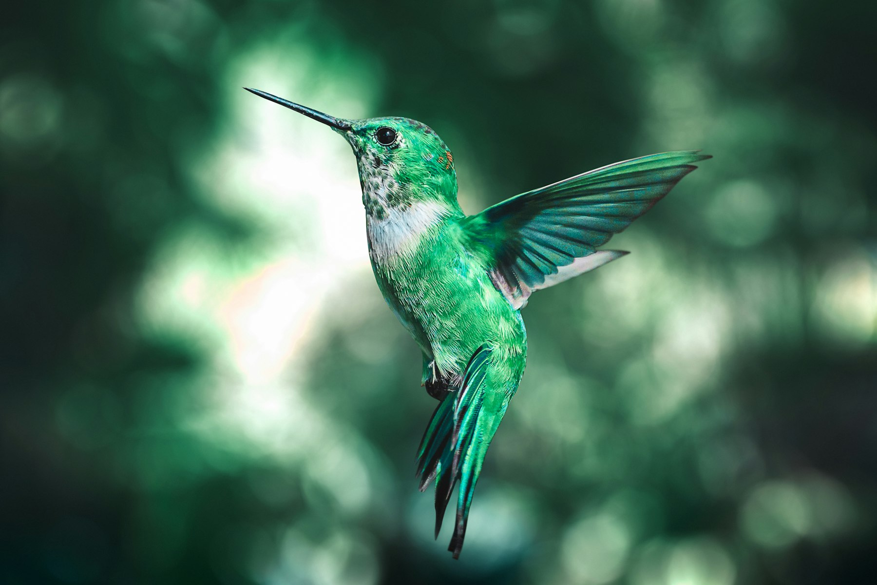 A green hummingbird hovering in the cloud forest at Mindo