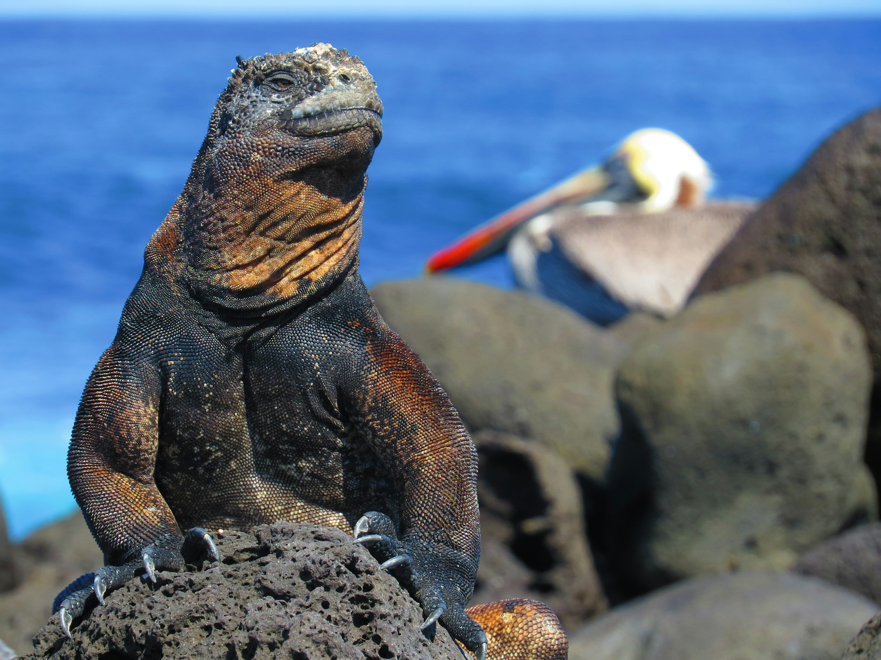 A marine iguana on volcanic rock in the Galapagos with a pelican behind it
