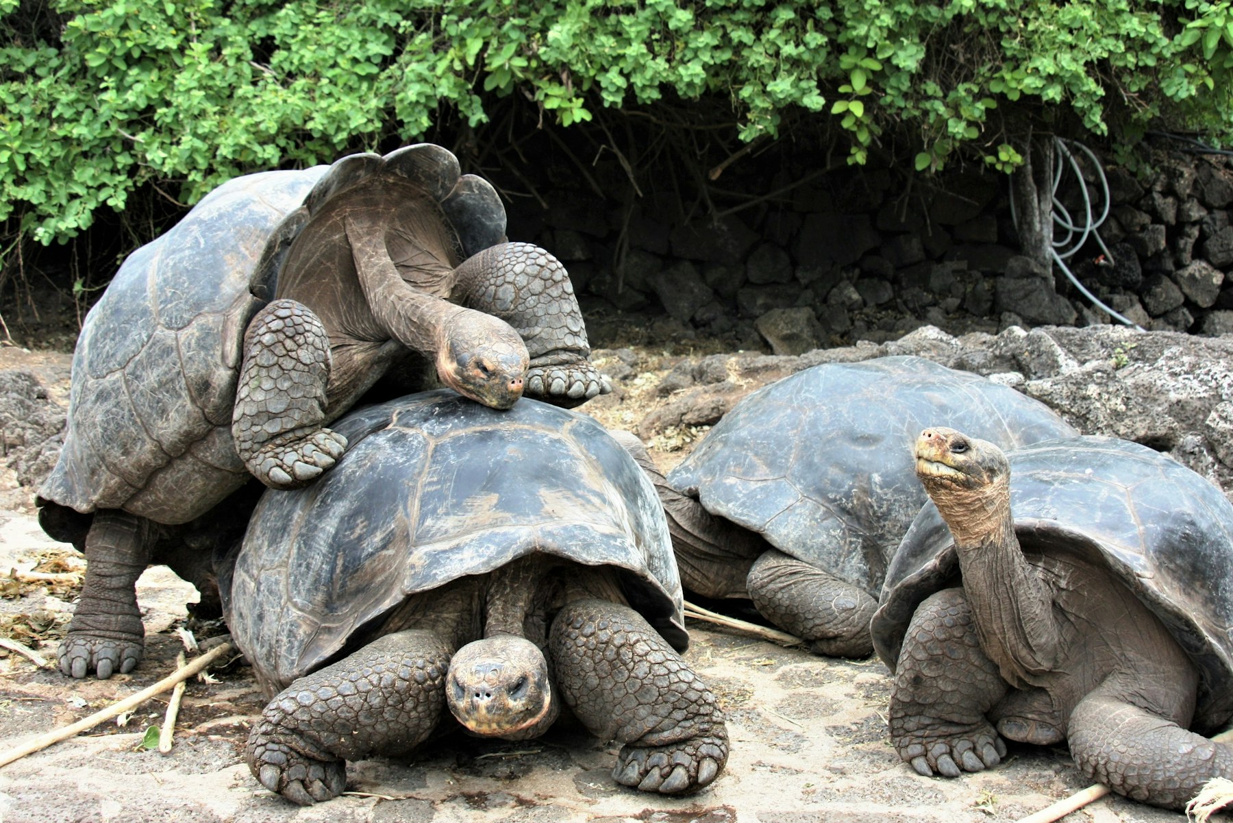 Galapagos giant tortoises resting together in the shade