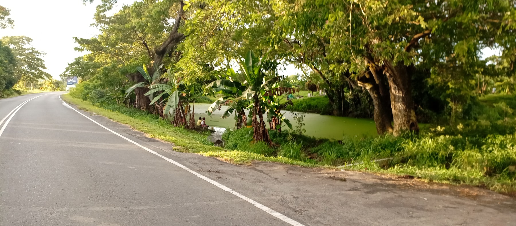 A road lined with palms and trees on Denarau Island in Fiji