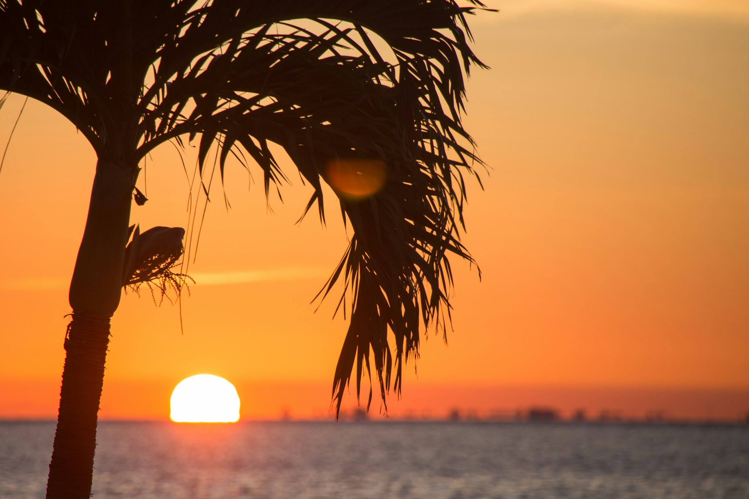 A palm tree silhouetted against an orange sunset on a Florida beach