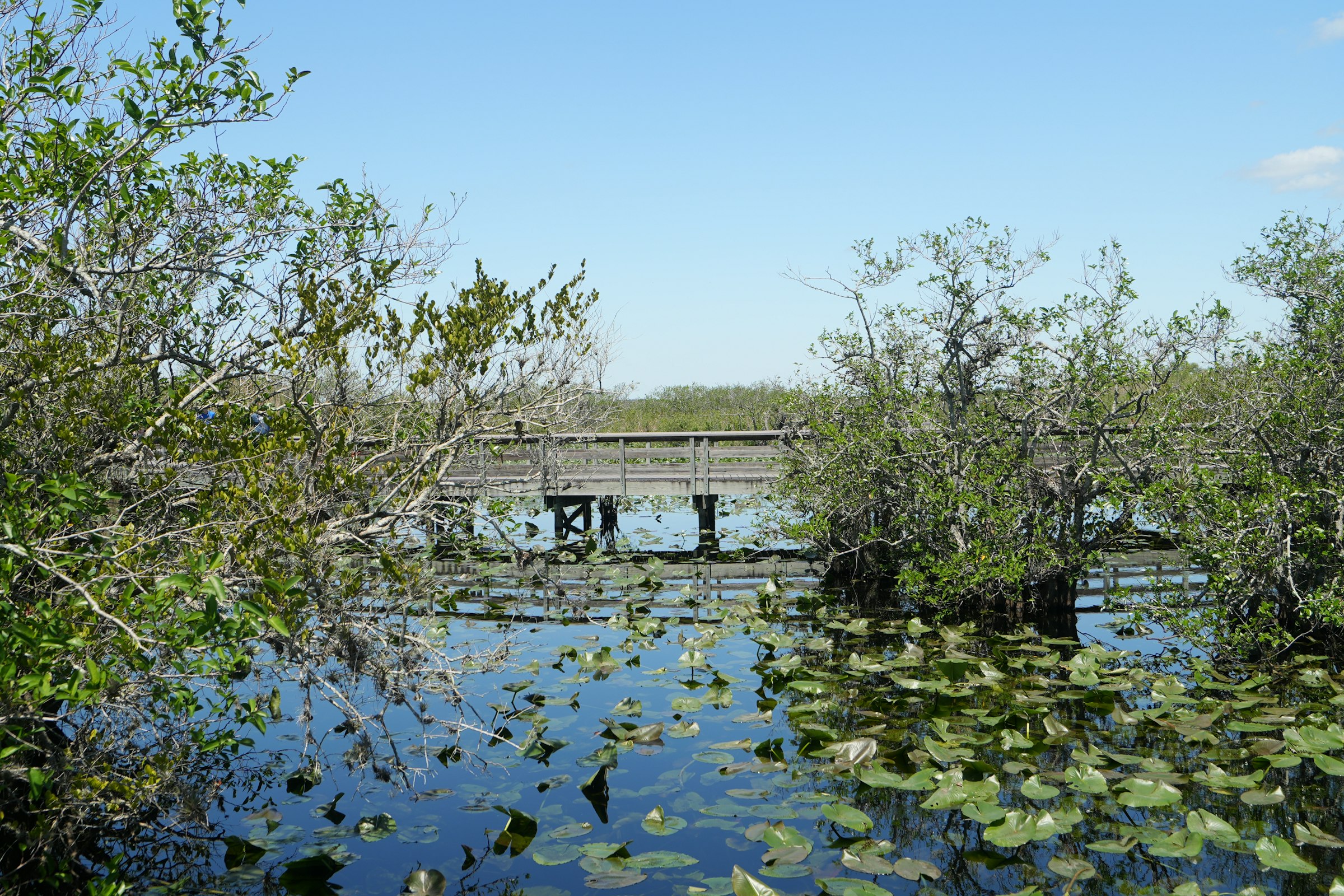 A wooden boardwalk crossing calm sawgrass wetland in Everglades National Park Florida