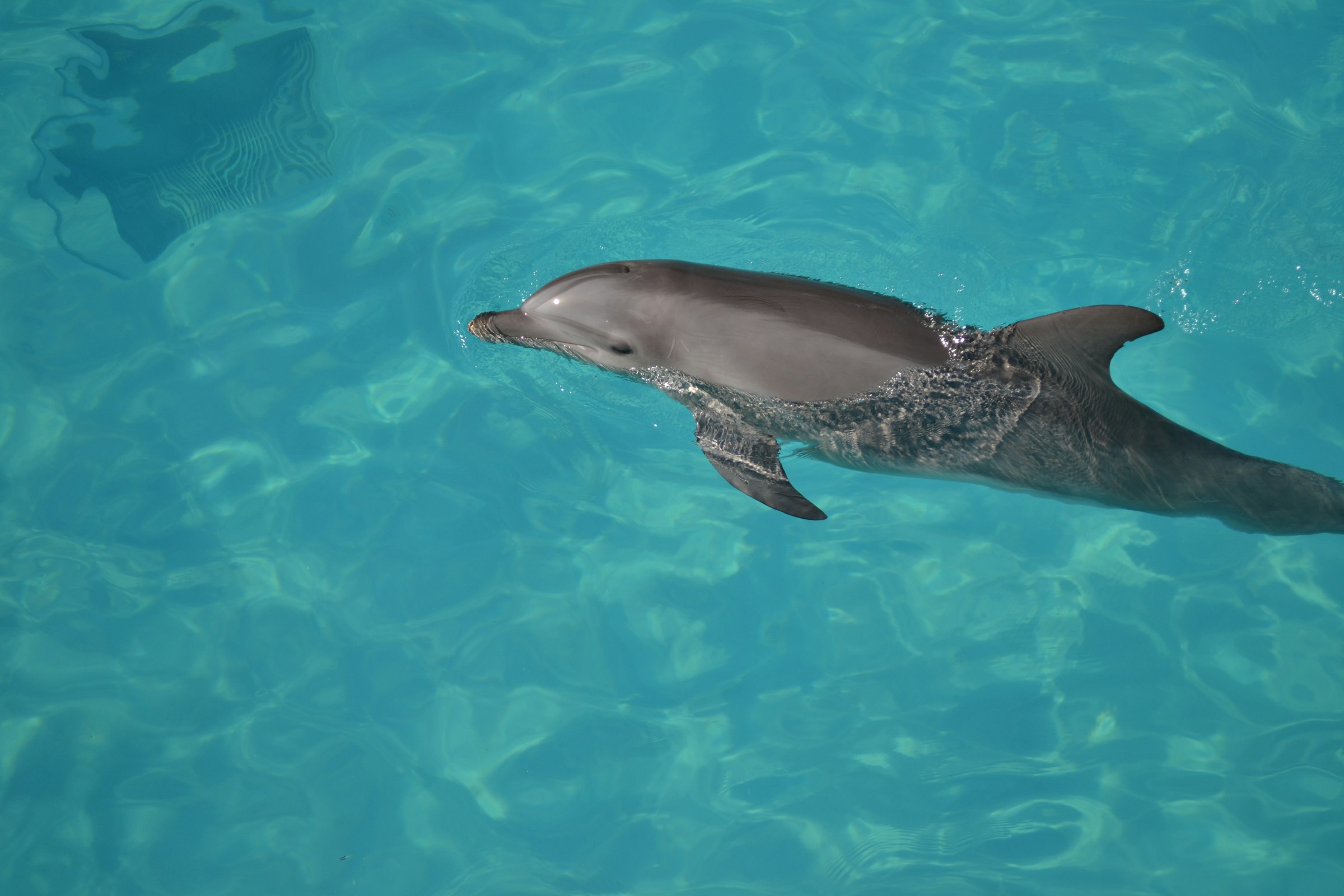 A bottlenose dolphin swimming just under the surface of clear water