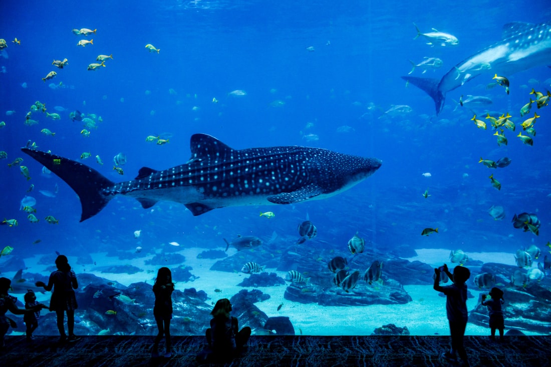 Visitors watching fish through a huge aquarium viewing window