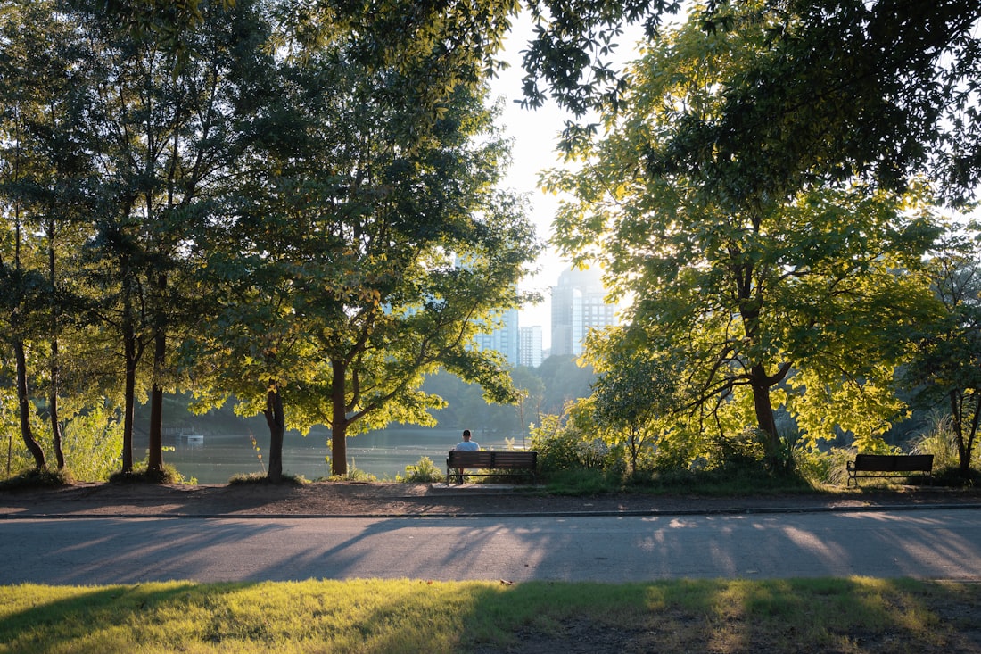 Sunlight through the trees in Piedmont Park Atlanta Georgia