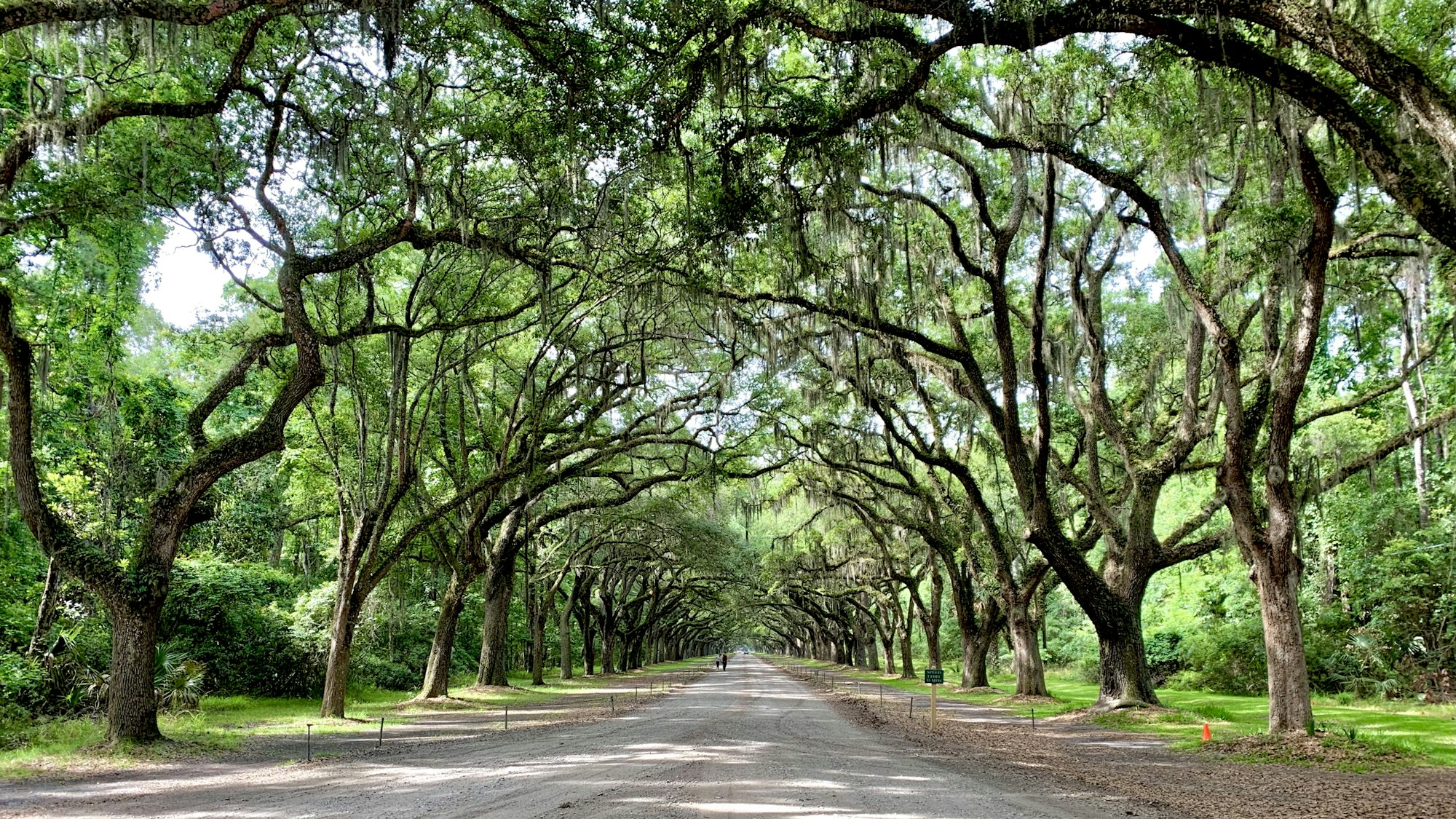 The live oak avenue at Wormsloe Historic Site outside Savannah Georgia
