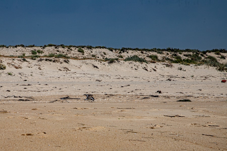Wide empty sand dunes and beach on an undeveloped barrier island
