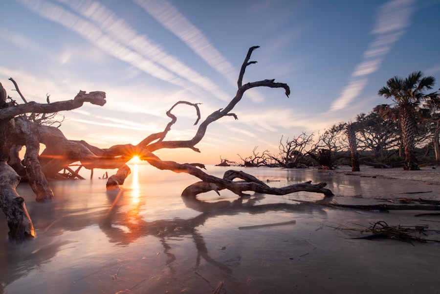 Bleached driftwood trees lying on the sand at Jekyll Island Georgia