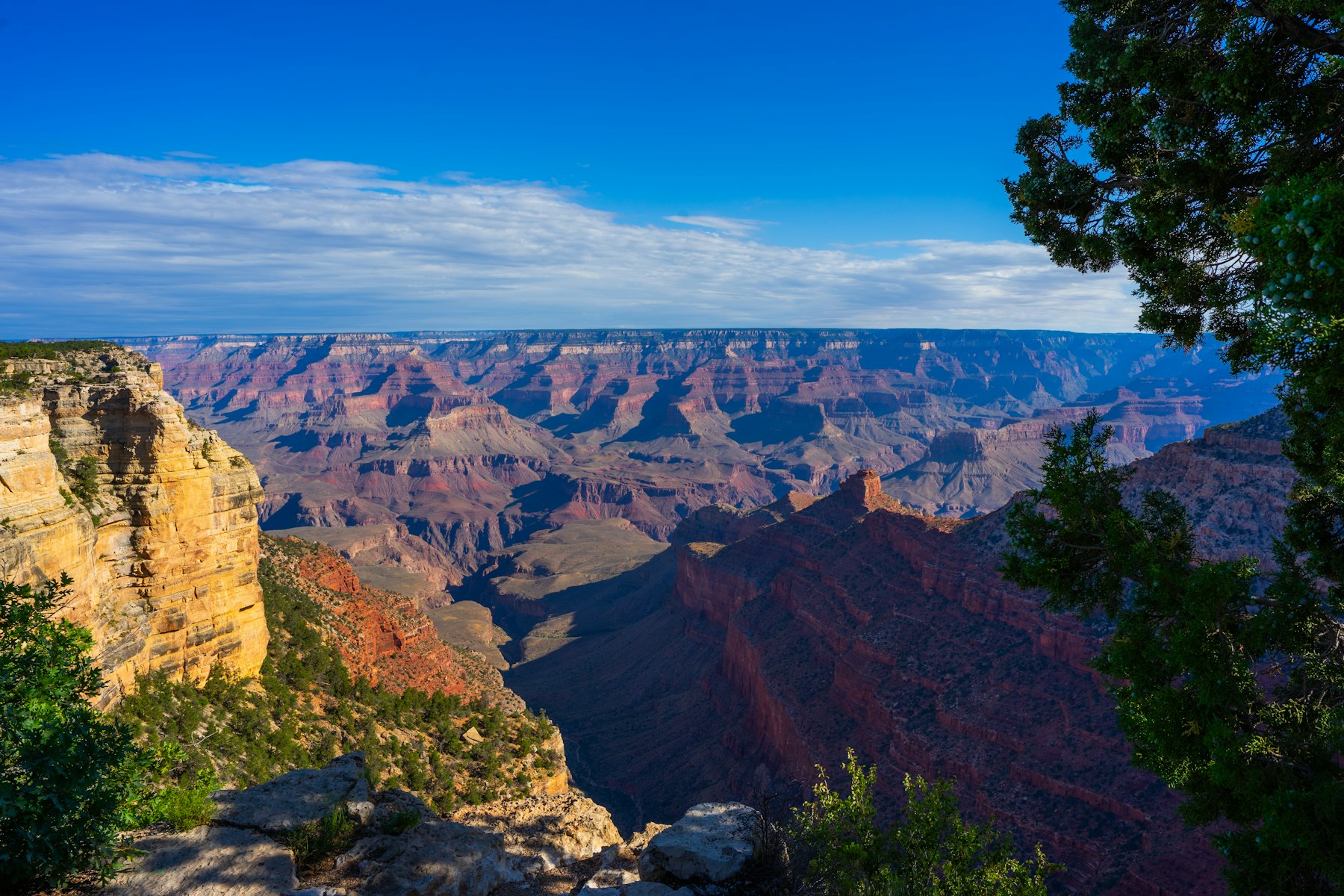 The Grand Canyon seen from the South Rim framed by pine trees under a blue sky