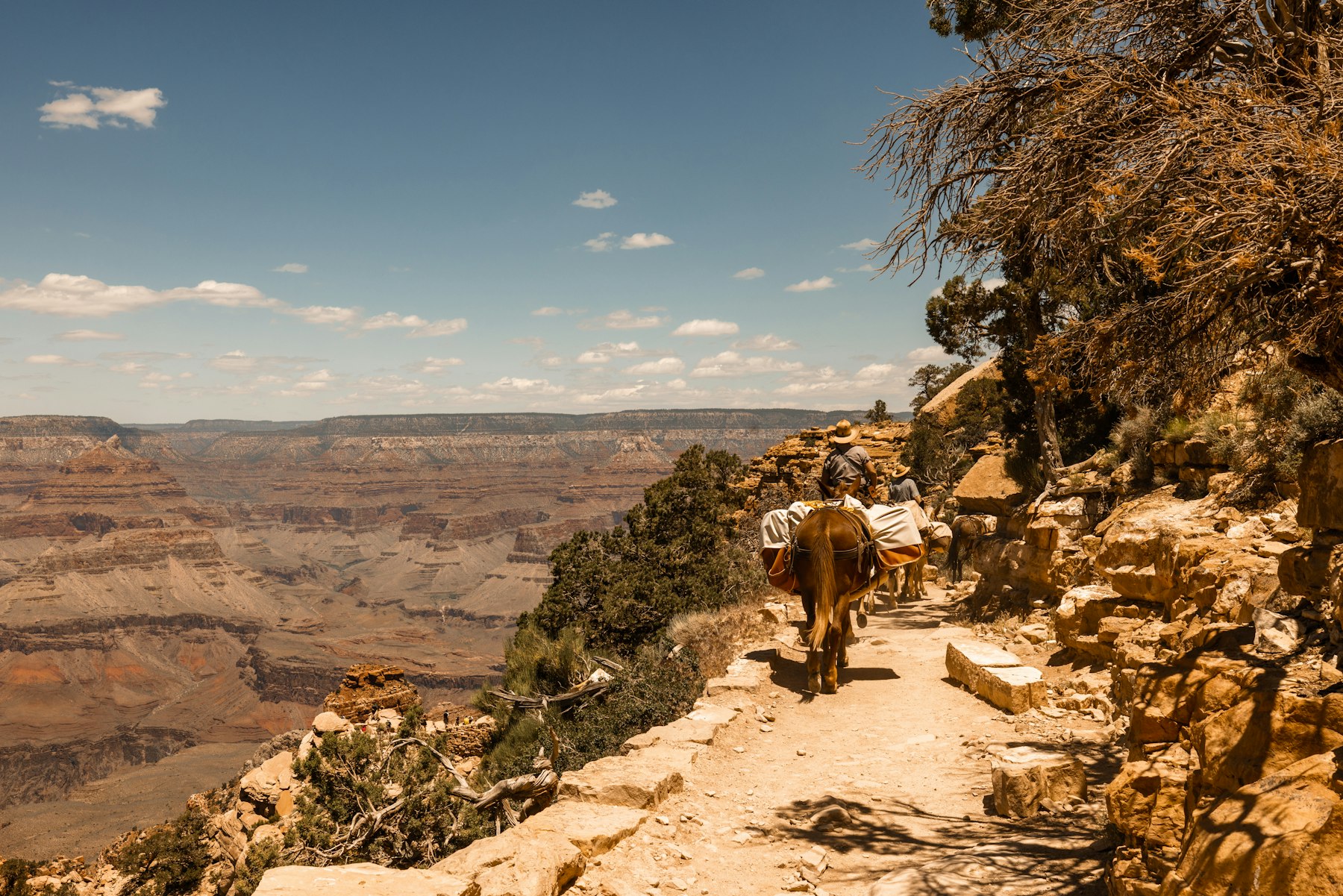 A mule train carrying riders along a narrow trail inside the Grand Canyon