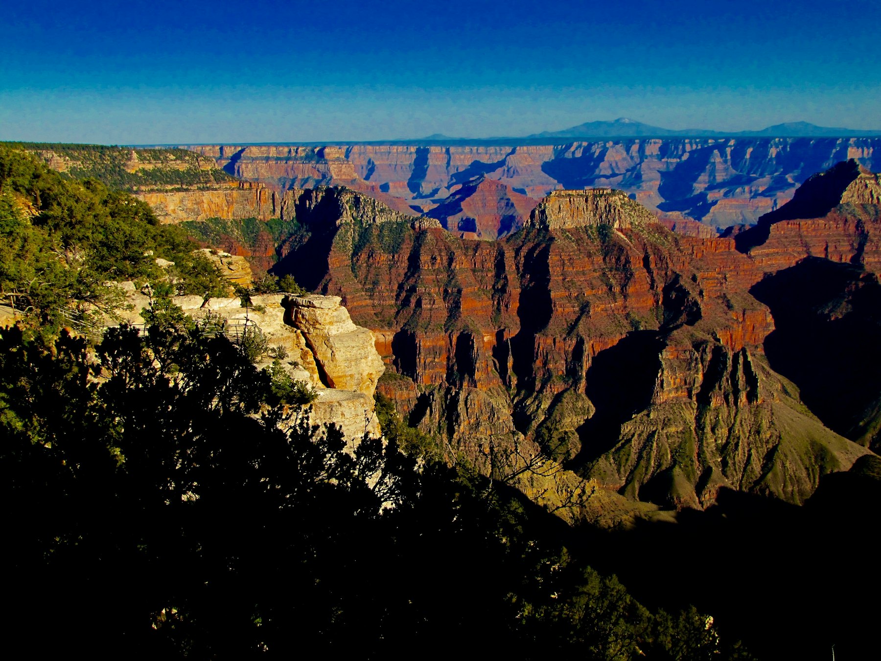 Dark conifer forest on the rim above sunlit red canyon walls at the Grand Canyon North Rim