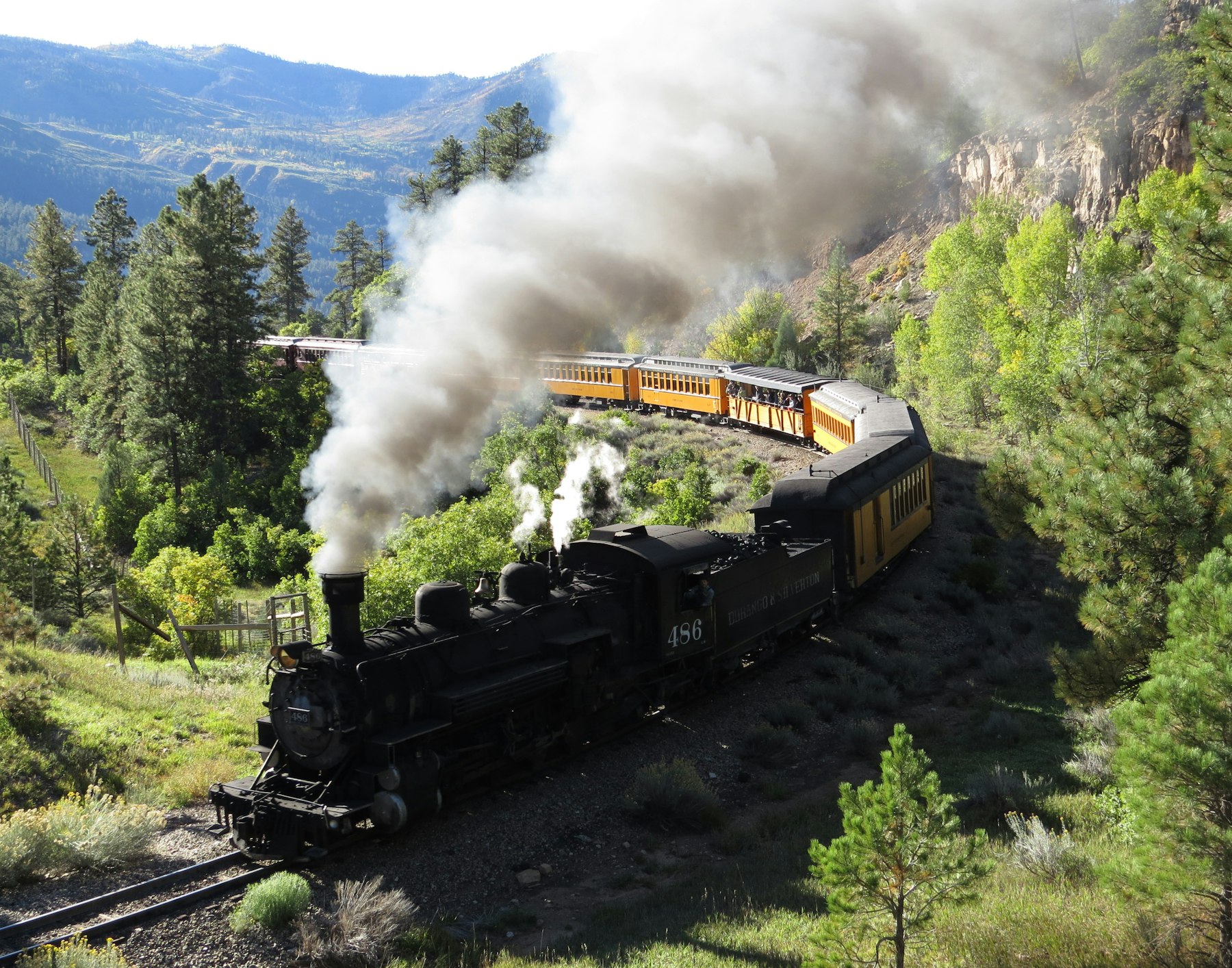 A steam locomotive pulling passenger coaches through pine forest