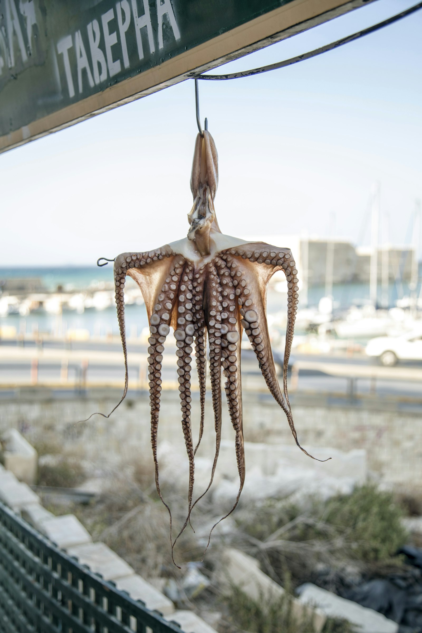An octopus hung out to dry on a line in front of a Greek harbor
