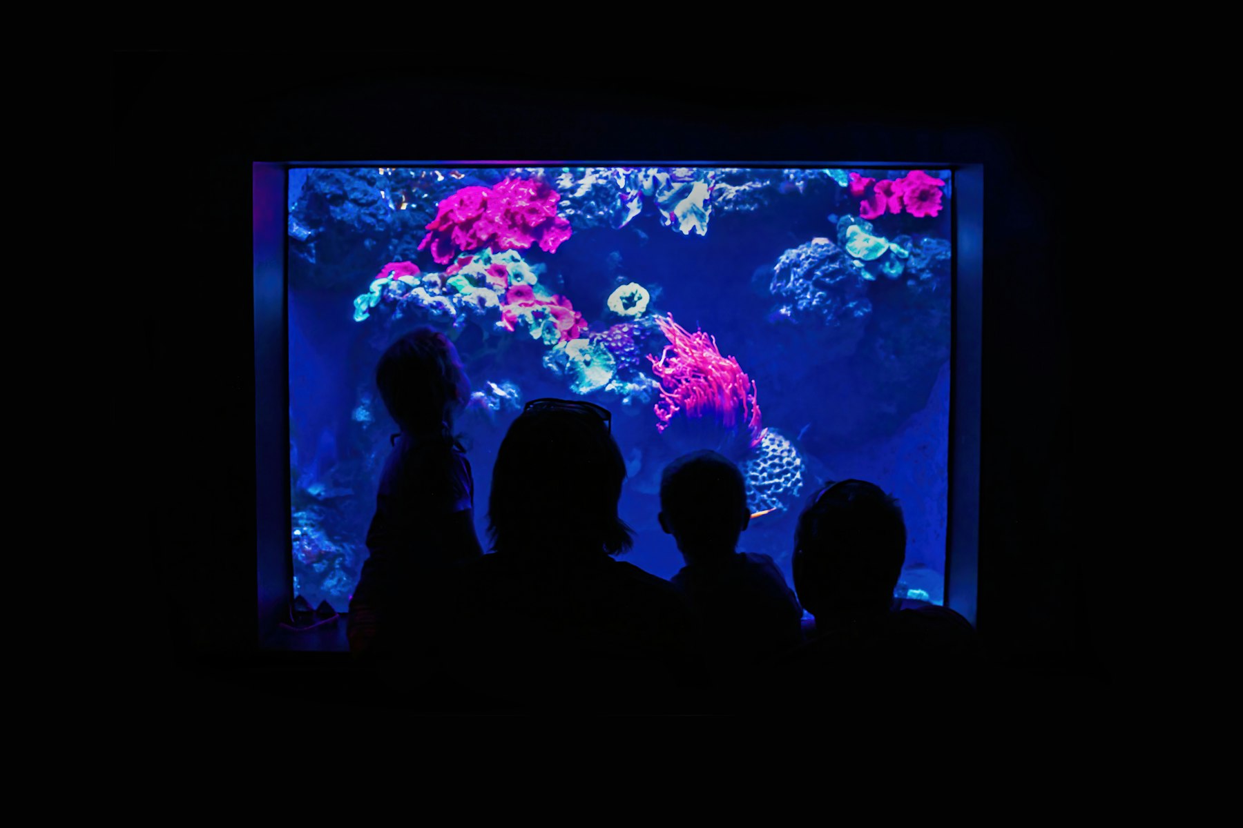 Children silhouetted in front of a brightly lit coral reef aquarium tank