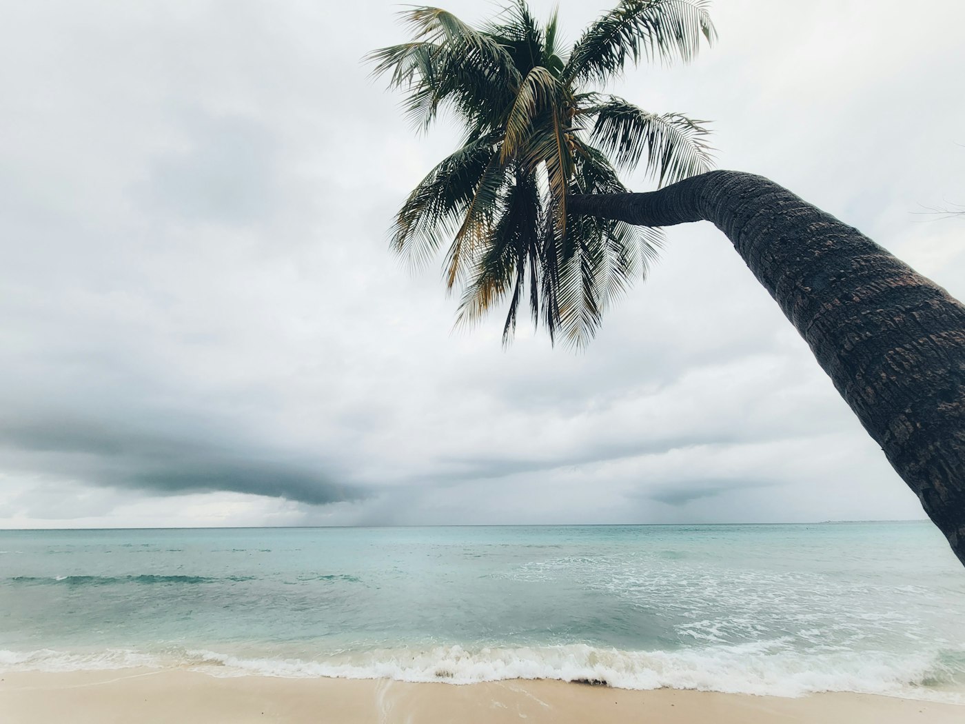 A leaning palm tree over an empty white sand beach in the Cayman Islands