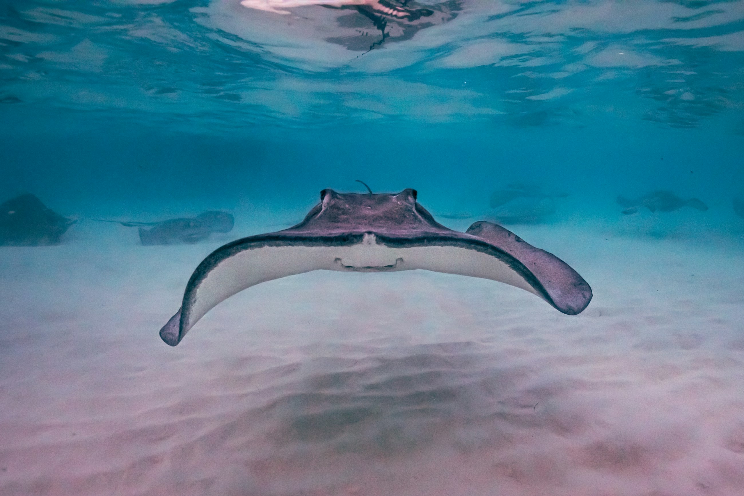 A southern stingray gliding over pale sand in shallow water off Grand Cayman