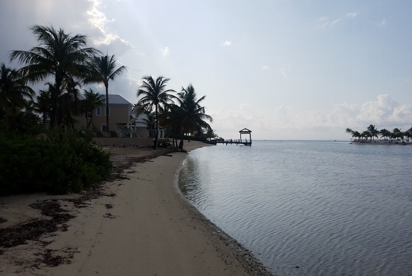 Casuarina trees leaning over the calm shoreline at Rum Point on Grand Cayman