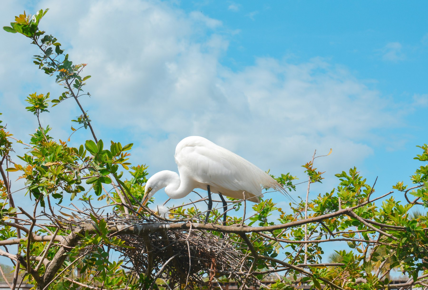 A white egret standing on its nest in a tree against a blue sky