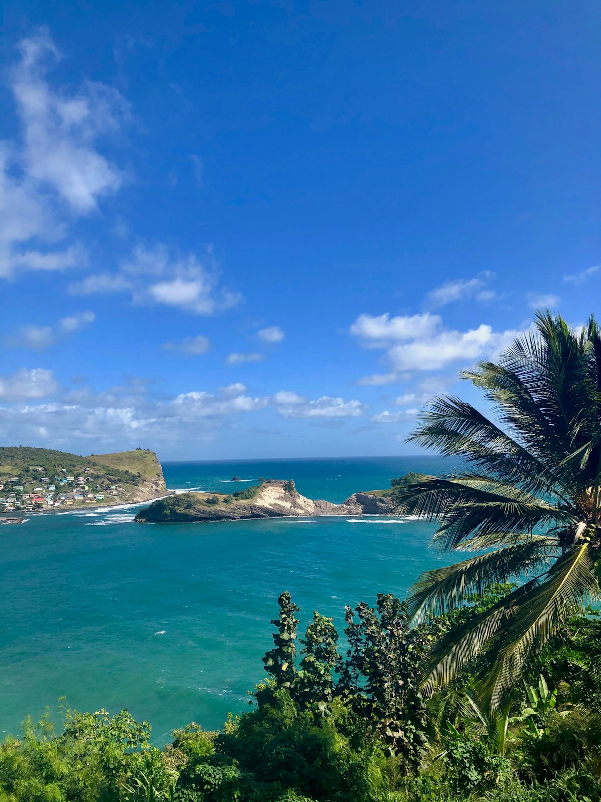 A palm tree on a green hillside above the rocky coast of Saint Lucia