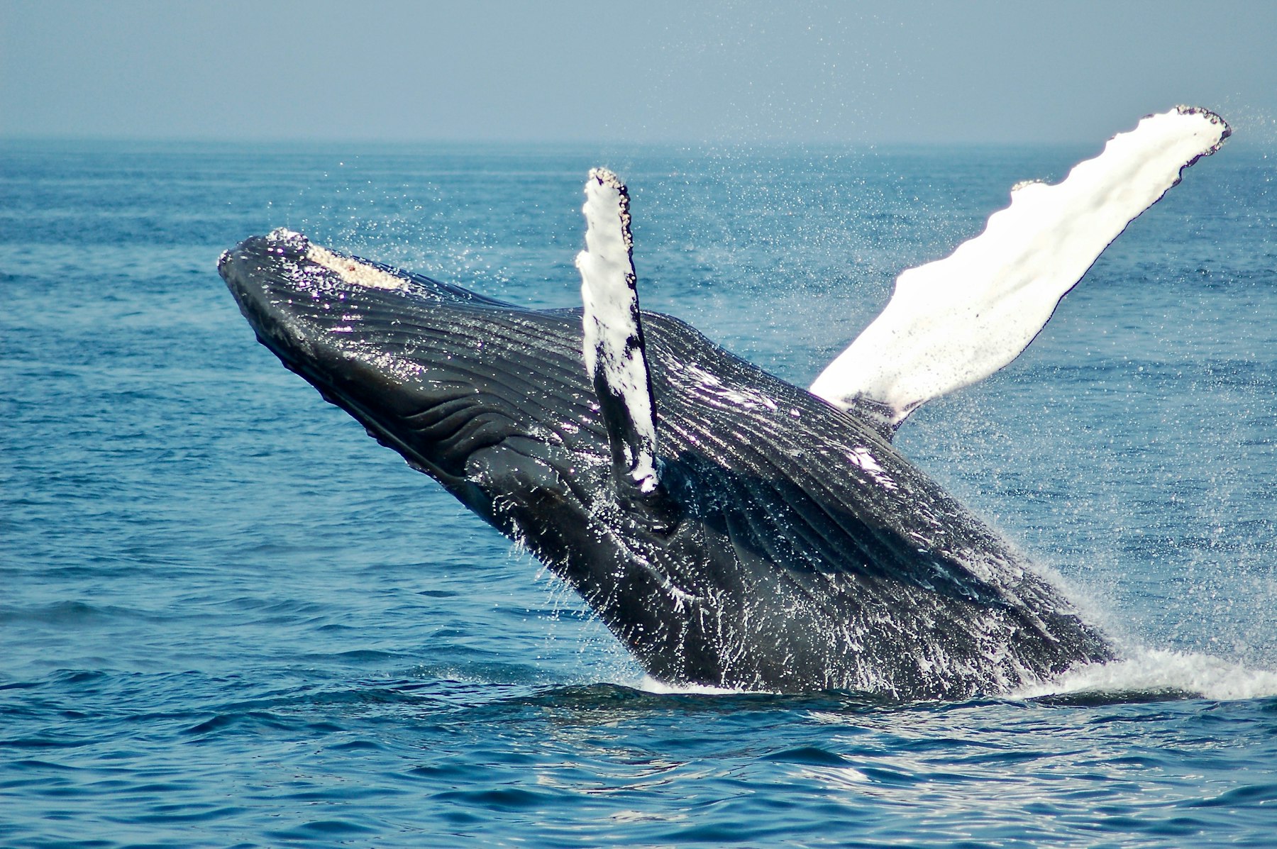 A humpback whale breaching clear of the ocean surface with water spraying off its body