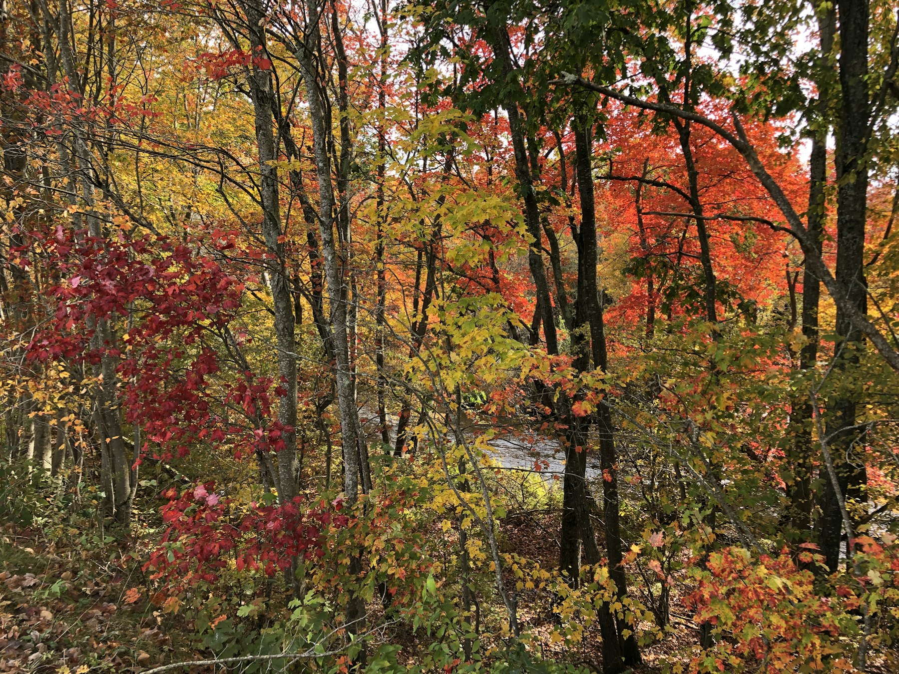 Maple trees in brilliant red and orange autumn colour in a New England forest